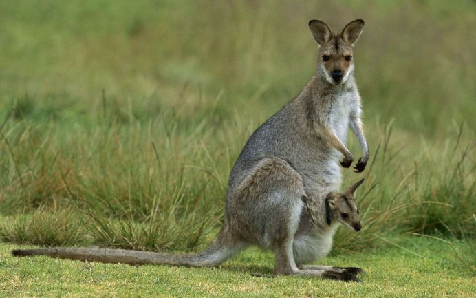 Тасманский кенгуру