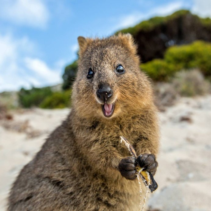 Кенгуру валлаби