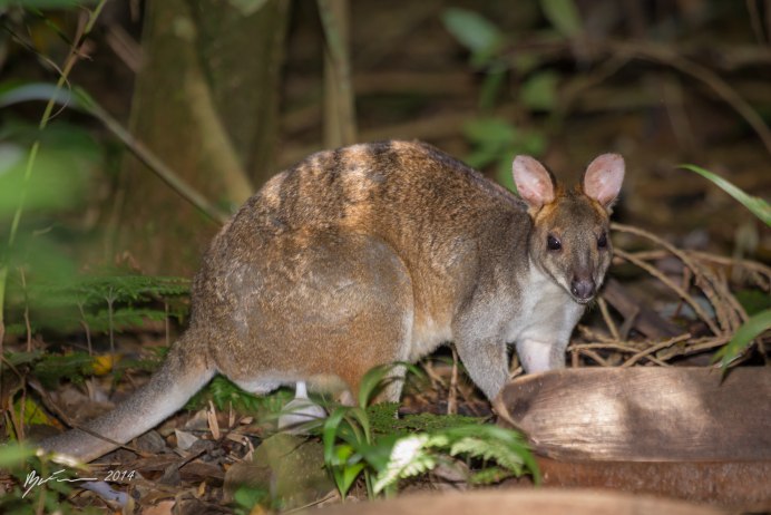 Скалистый кенгуру валлаби