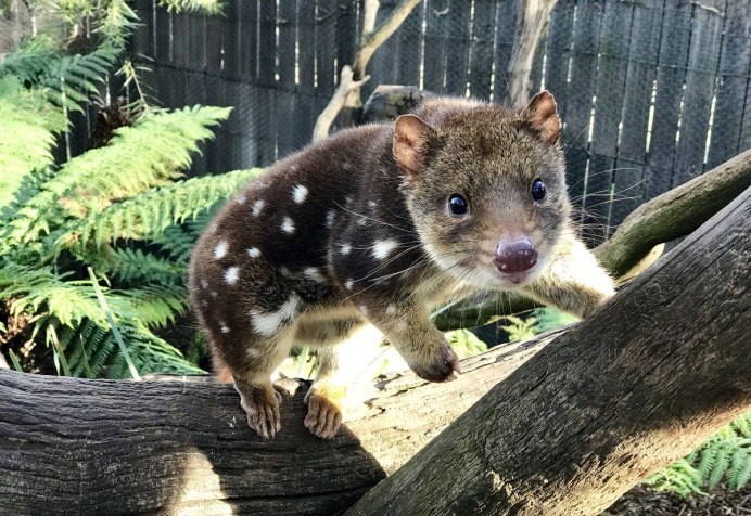 Macropus rufogriseus