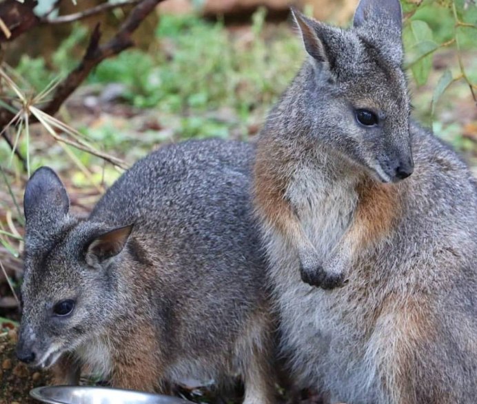 Красношеий Филандер