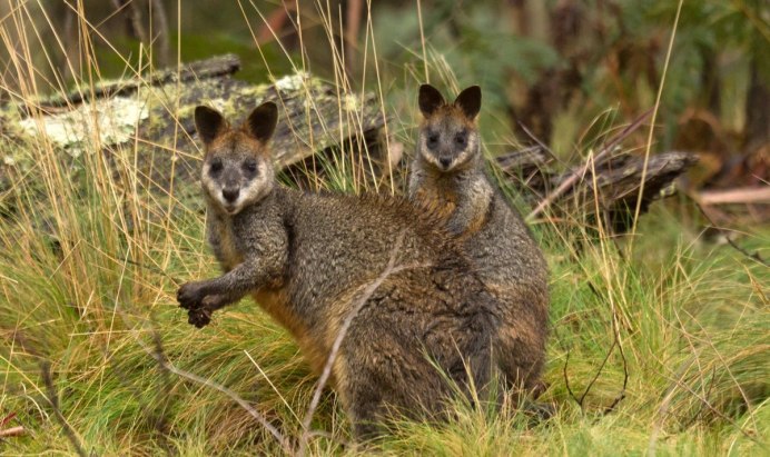 Зоопарк Тасманийский дьявол