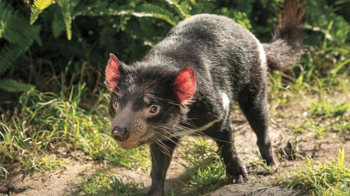 Гнездо кенгуру