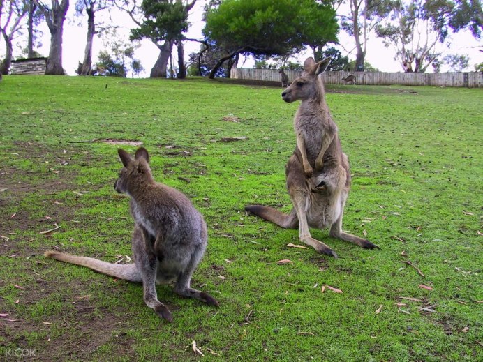 Сумчатые животные Австралии кенгуру