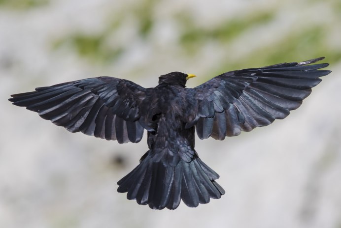 Corvus Corax ареал