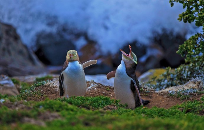 Chinstrap Penguin