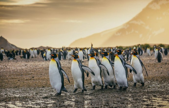 Пингвины Disneynature