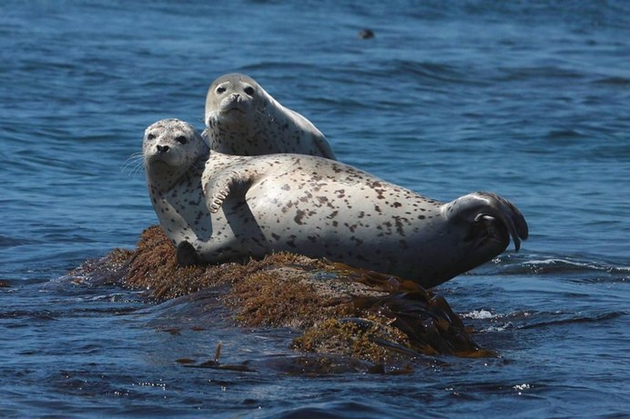 Серый тюлень (Halichoerus grypus)