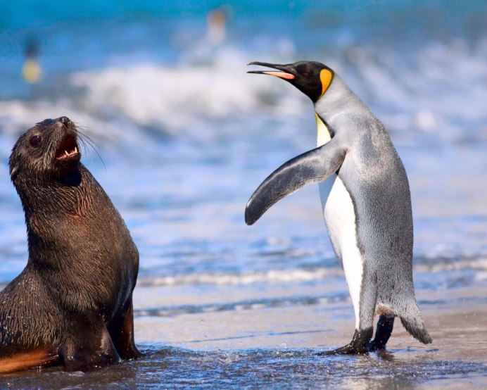 Baby fur Seal