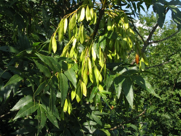 Айлант altissima