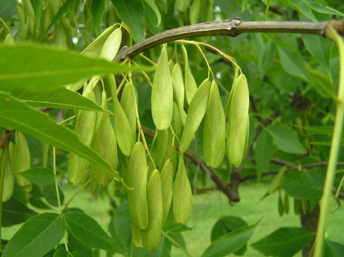 Ясень ланцетный Fraxinus lanceolata