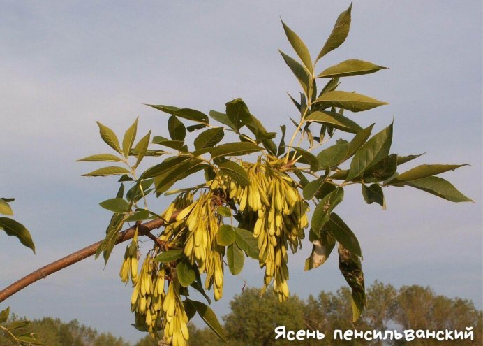 Клён ясенелистный вертолетики