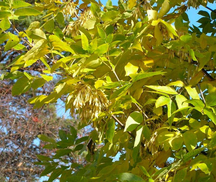 Fraxinus rhynchophylla