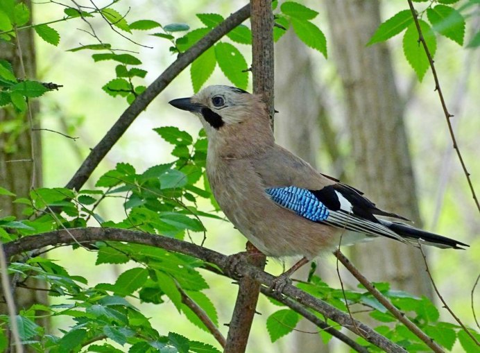 Ясень американский (Fraxinus Americana)