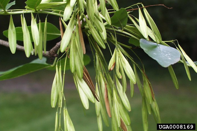Fraxinus lanceolata Borkh.- Ясень ланцетный