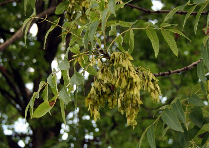 Fraxinus Excelsior 'coarctata'