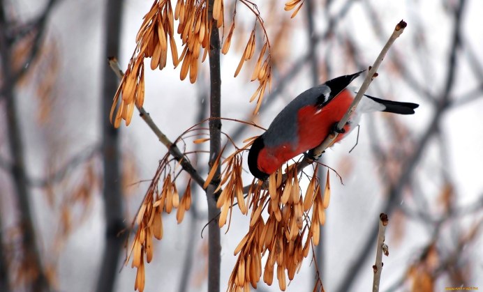 Ясень пенсильванский Fraxinus pennsylvanica