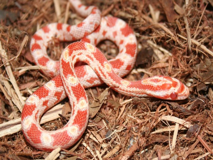 Полоз маисовый Albino Amel
