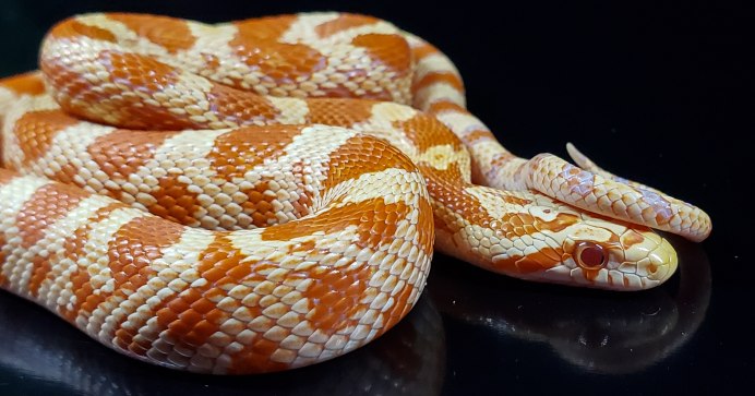 Pantherophis guttatus «Albino»