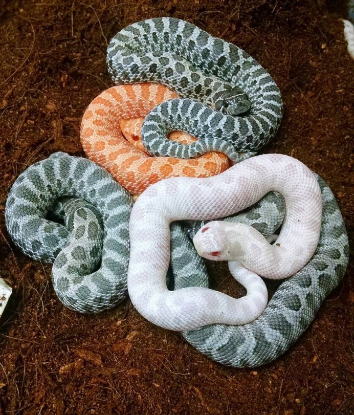 Lampropeltis ruthveni