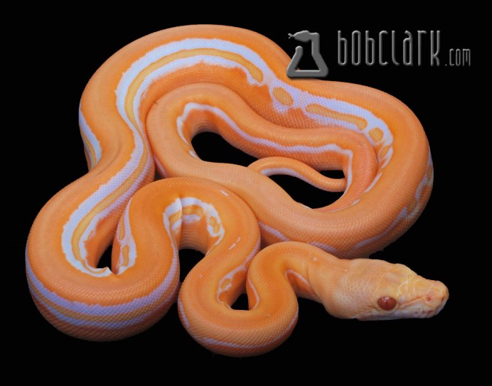 Сосновая змея Сонорская Albino