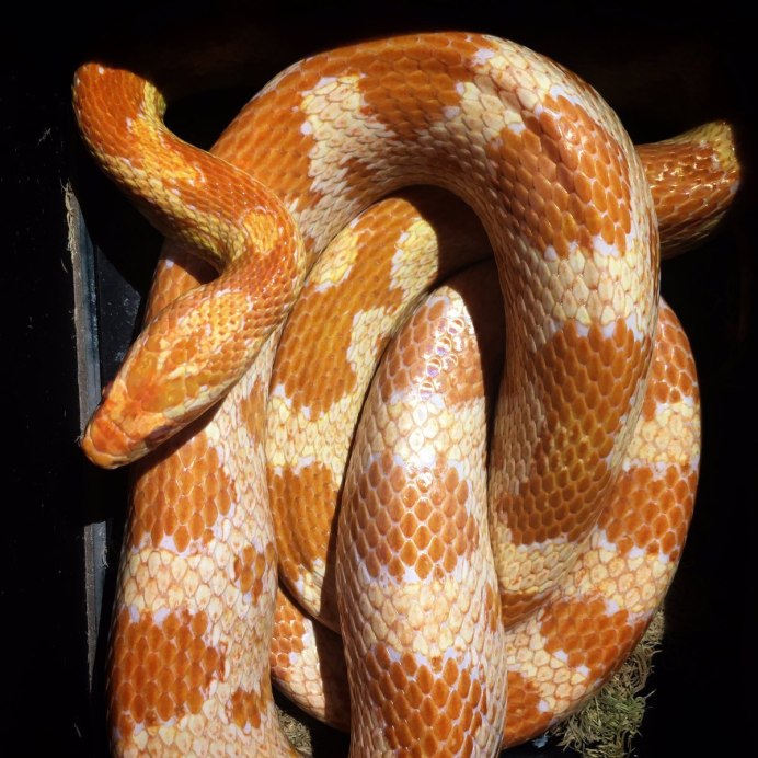 Luchustic Retic