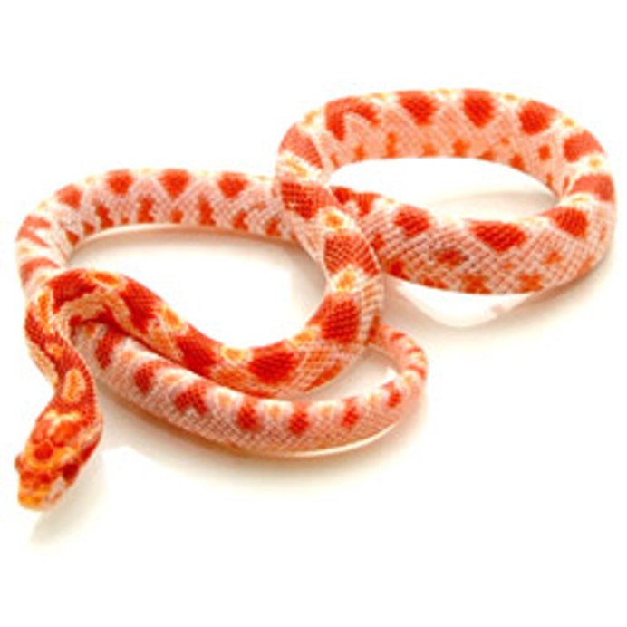 Jungle Corn Snake