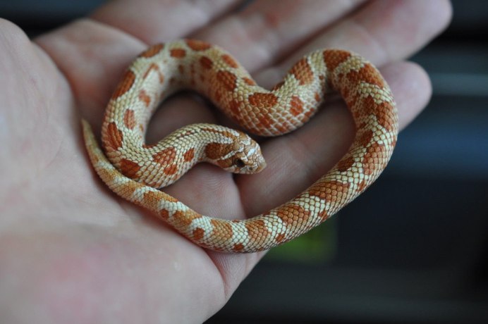 Маисовый полоз Albino