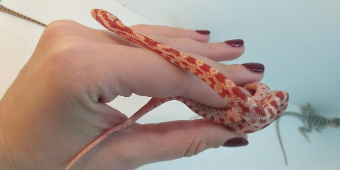 Маисовый полоз Amelanistic
