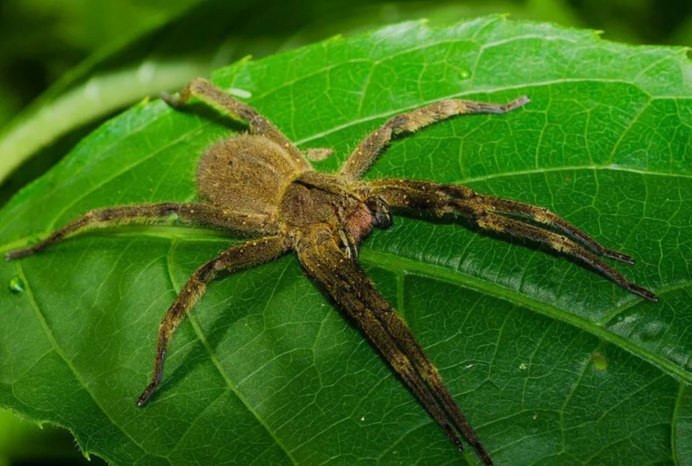 Паук Cheiracanthium punctorium