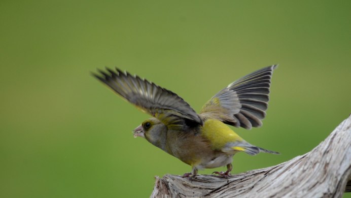 Honeyeater птица