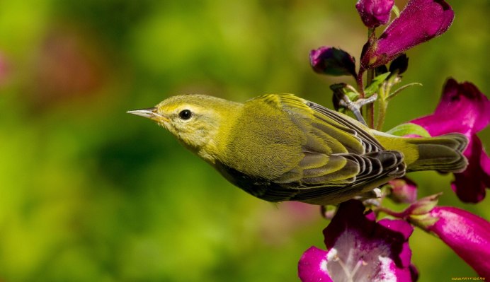 Китайский Соловей Leiothrix lutea