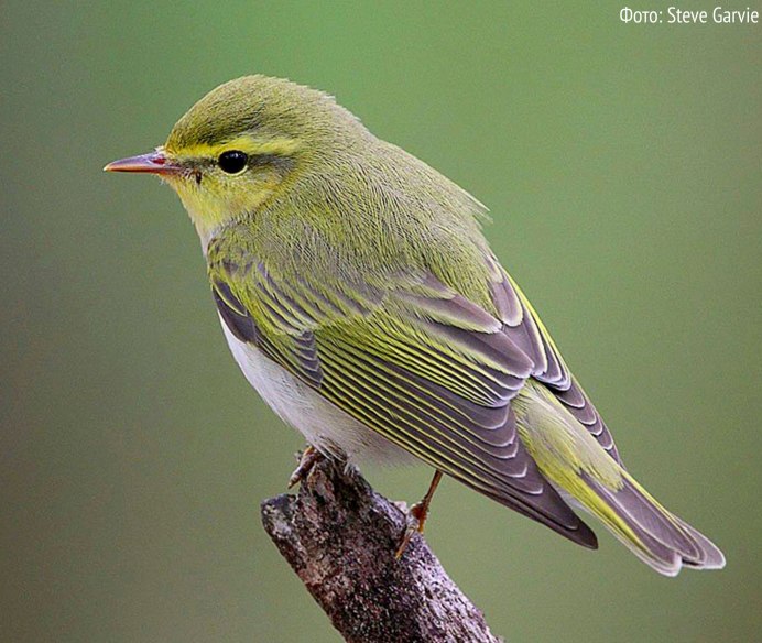 Phylloscopus sibilatrix