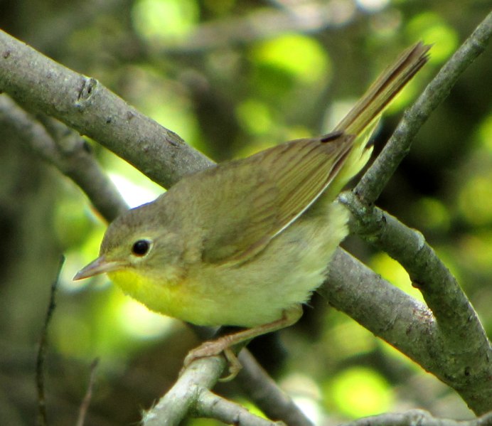 Желтогорлый певун (Geothlypis trichas)