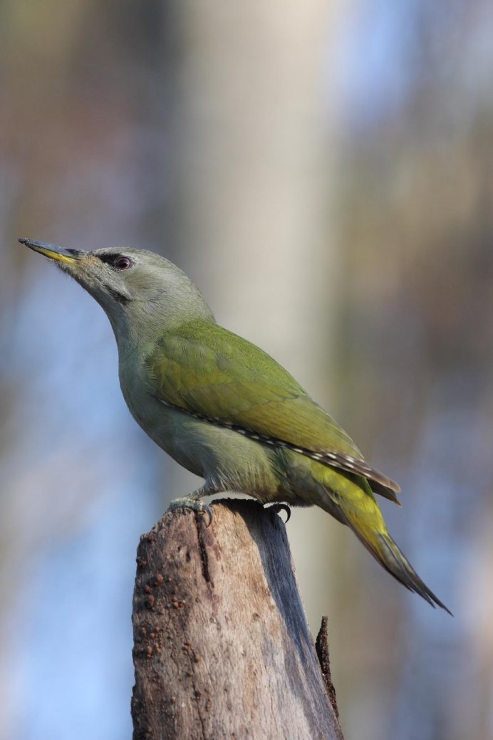 Зеленушка (Chloris Chloris)