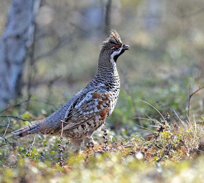 Рябчик (Bonasa bonasia)