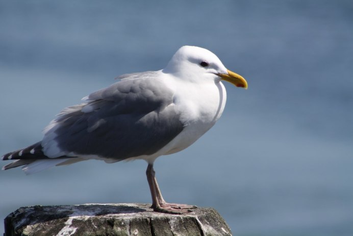 Серебристая Чайка (European Herring Gull)