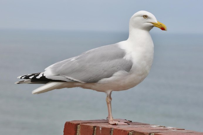 Серебристая Чайка (European Herring Gull)