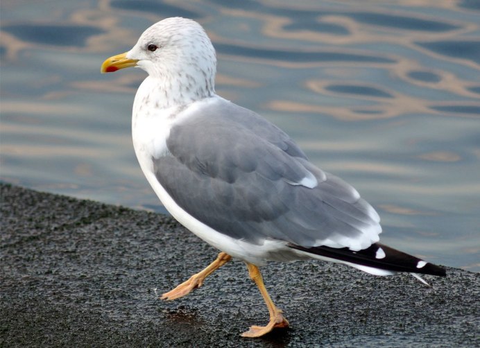 Серебристая Чайка Larus argentatus