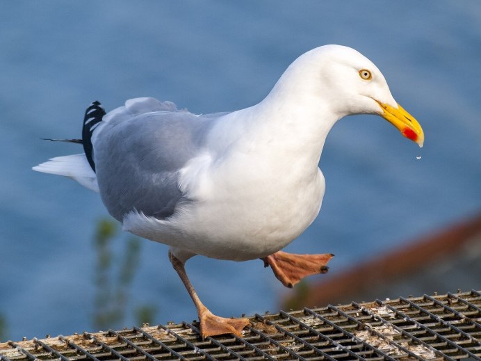 Серебристая Чайка Larus argentatus