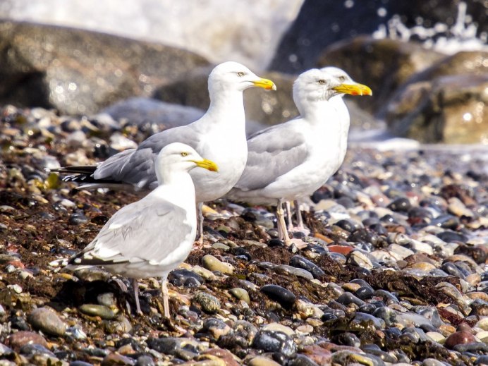 Herring Gull