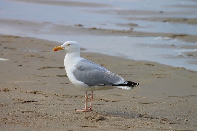Larus smithsonianus