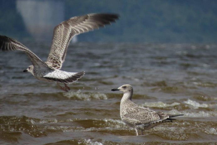 Larus argentatus