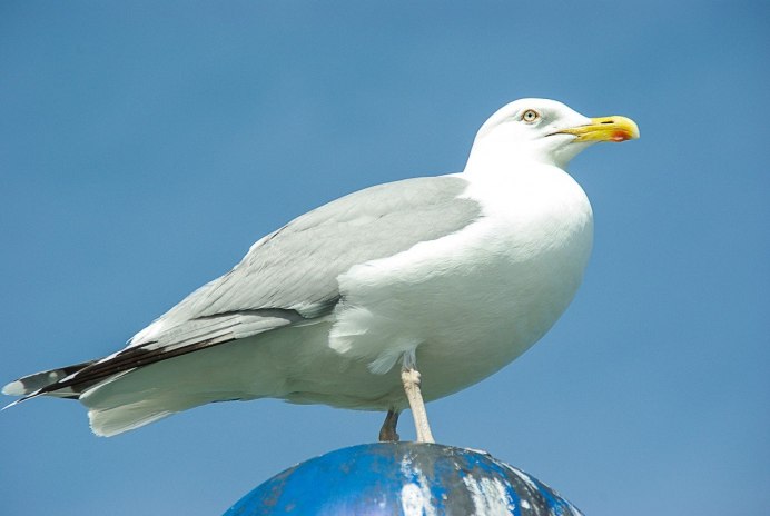 Чайка Seagull