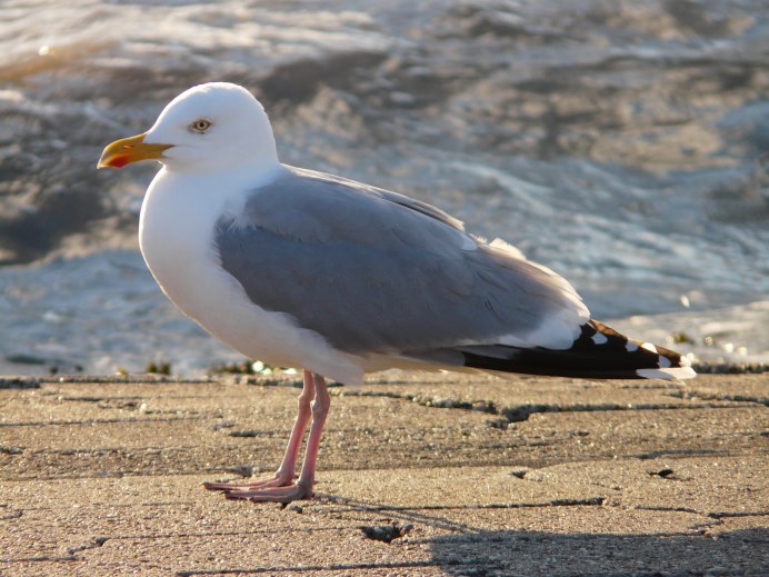 Larus argentatus