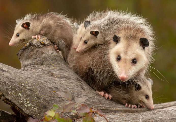 Didelphis albiventris