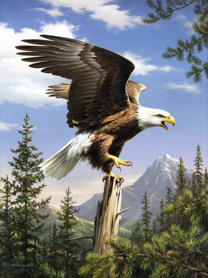 Aquila chrysaetos