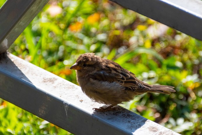 Многоквартирный домик для птиц