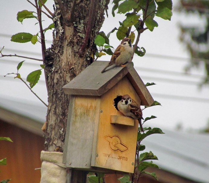 Воробей в скворечнике