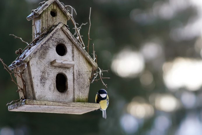 Синичник дуплянка